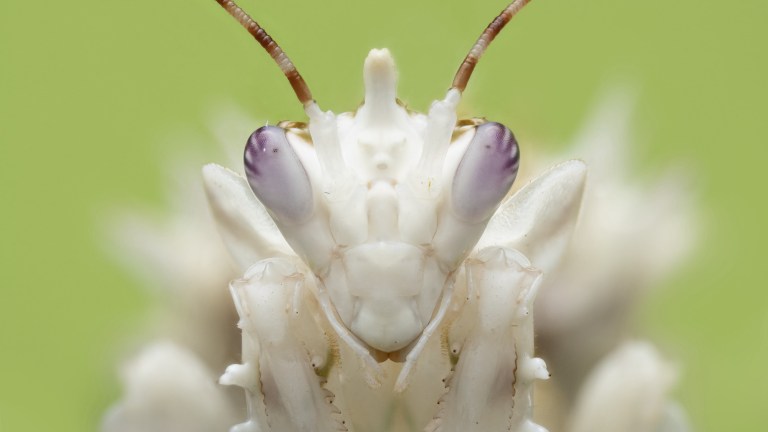 A spiny flower mantis is featured in the "Land of Giants" episode of "A Real Bug's Life."